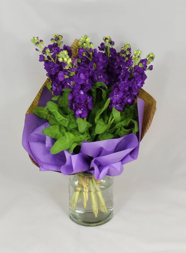 Mathiola purple - bouquet