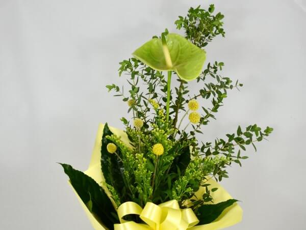 Green anthurium - Image 2