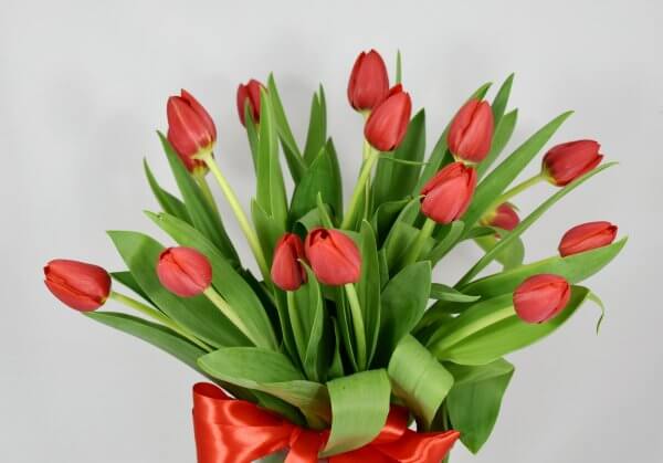 Red Tulips - Image 2